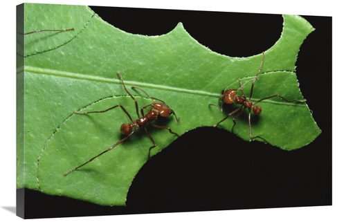 Global Gallery GCS-452348-2436-142 24 x 36 in. Leafcutter Ant Pair Cut