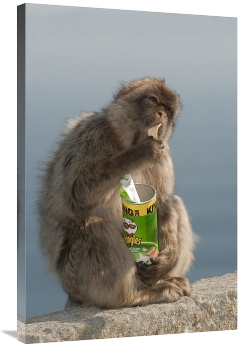 Global Gallery GCS-397941-2436-142 24 x 36 in. Barbary Macaque Eating 