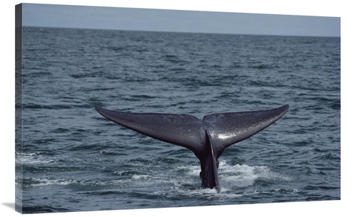 Global Gallery GCS-450599-40-142 40 in. Blue Whale Tail, Sea of Co