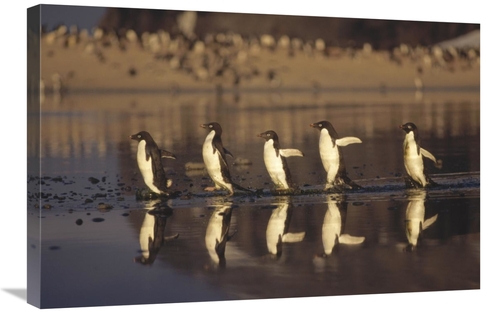 Global Gallery GCS-395584-2030-142 20 x 30 in. Adelie Penguins Crossin