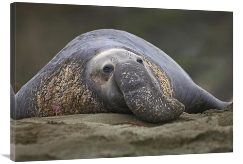 Global Gallery GCS-452210-40-142 40 in. Northern Elephant Seal Bull&#4