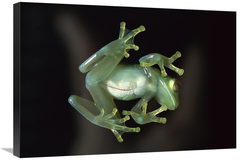 Global Gallery GCS-453371-2030-142 20 x 30 in. Glass Frog, Native 