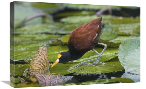 Global Gallery GCS-397348-1624-142 16 x 24 in. Northern Jacana Foragin