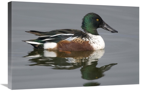 Global Gallery GCS-397417-2030-142 20 x 30 in. Northern Shoveler Male 