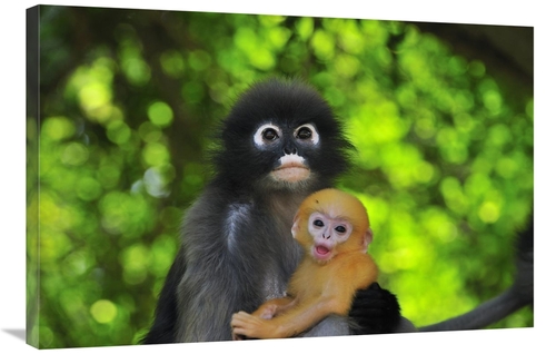 Global Gallery GCS-397660-2436-142 24 x 36 in. Dusky Leaf Monkey Mothe