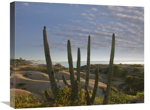 Global Gallery GCS-396715-2024-142 20 x 24 in. Organ Pipe Cactus Overl