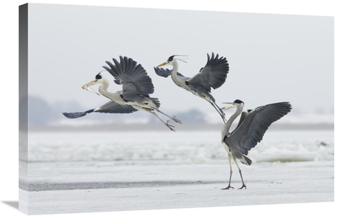 Global Gallery GCS-452606-2030-142 20 x 30 in. Grey Heron Trio Fightin