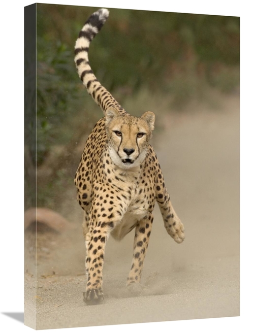 Global Gallery GCS-398143-1624-142 16 x 24 in. Cheetah in Mid-Stride&#