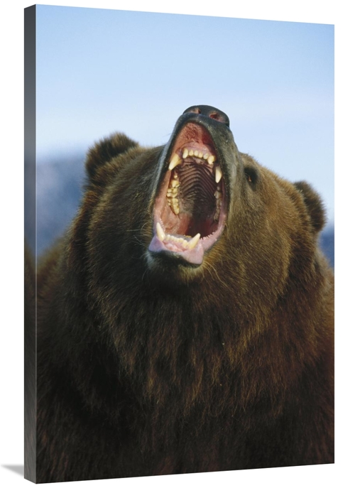 Global Gallery GCS-452483-2436-142 24 x 36 in. Grizzly Bear Close Up o