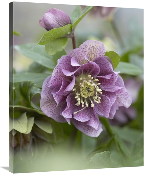 Global Gallery GCS-398403-2835-142 28 x 35 in. Hellebore Double Spotte