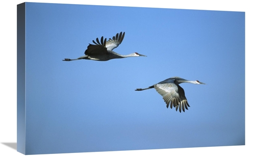 Global Gallery GCS-453284-1624-142 16 x 24 in. Sandhill Crane Pair Fly