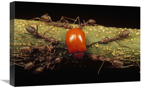 Global Gallery GCS-450965-1624-142 16 x 24 in. Weaver Ant Group Killin