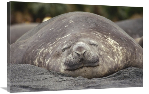 Global Gallery GCS-451307-2436-142 24 x 36 in. Southern Elephant Seal 