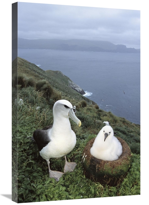 Global Gallery GCS-451593-2030-142 20 x 30 in. White-Capped Albatross 