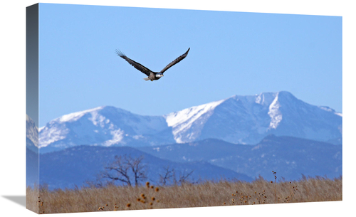 22 in. Call of the Wild Art Print - Vic Schendel