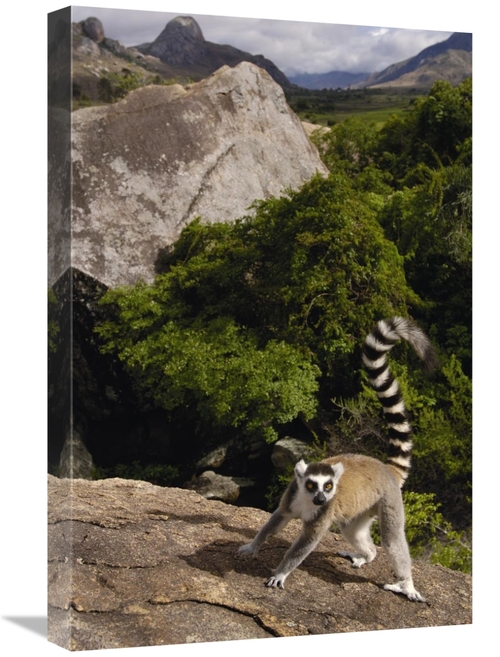 Global Gallery GCS-453238-1624-142 16 x 24 in. Ring-Tailed Lemur, 