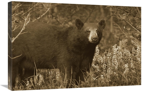Global Gallery GCS-395917-2030-142 20 x 30 in. Black Bear Portrait&#44