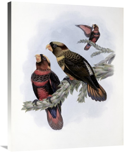 Global Gallery GCS-277735-36-142 36 in. Banded Lory Art Print - John G