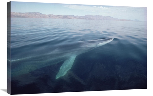 Global Gallery GCS-450569-2436-142 24 x 36 in. Fin Whale Surfacing&#44