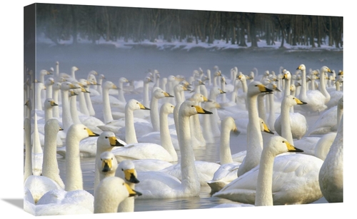 Global Gallery GCS-452290-1624-142 16 x 24 in. Whooper Swan Wintering 