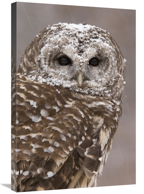 Global Gallery GCS-397356-2030-142 20 x 30 in. Barred Owl in Winter&#4