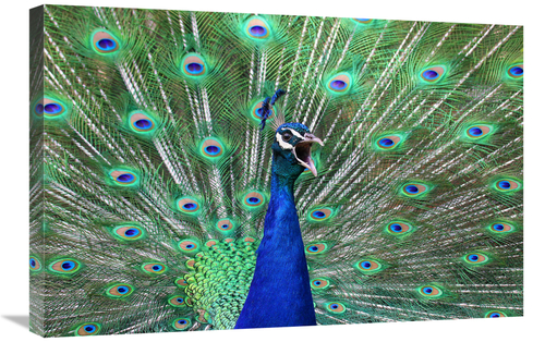 Global Gallery GCS-486420-30-142 30 in. Peacock Art Print - Vic Schend
