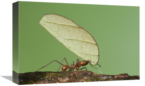 Global Gallery GCS-397304-1218-142 12 x 18 in. Leafcutter Ant Carrying