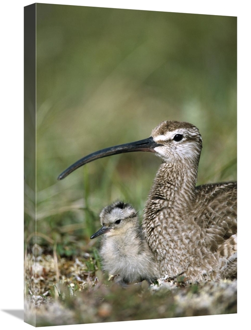 Global Gallery GCS-451910-1624-142 16 x 24 in. Whimbrel Chick with Par