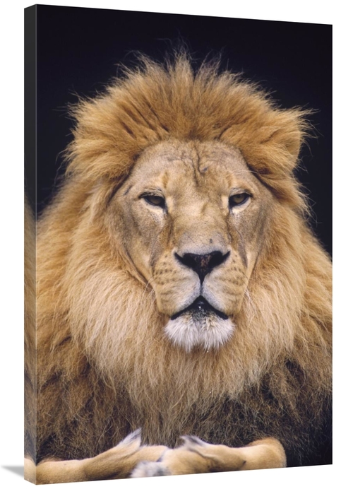 Global Gallery GCS-452763-2436-142 24 x 36 in. African Lion Male, 