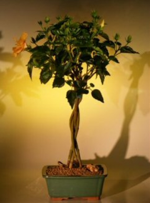 Flowering "Mango Mist" Tropical Hibiscus - Braided Trunk Style(rosa