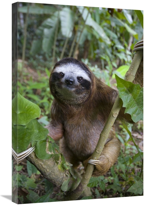 Global Gallery GCS-395843-2030-142 20 x 30 in. Brown-Throated Three-To