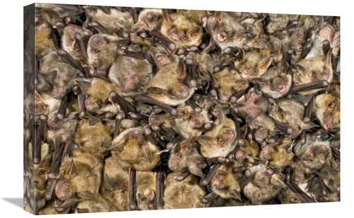Global Gallery GCS-395297-1624-142 16 x 24 in. Greater Mouse-Eared Bat