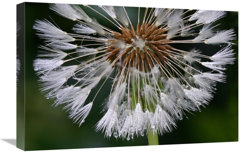 Global Gallery GCS-398024-1624-142 16 x 24 in. Dandelion Seedhead Art 