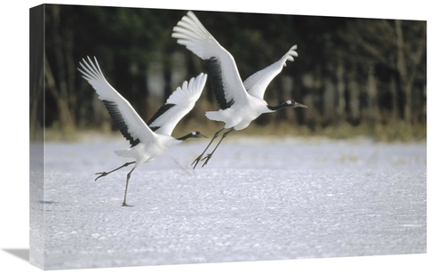 Global Gallery GCS-452475-1624-142 16 x 24 in. Red-Crowned Crane Pair 