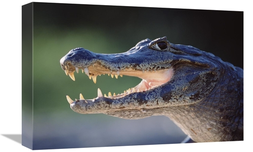 Global Gallery GCS-451485-1218-142 12 x 18 in. Jacare Caiman Portrait&