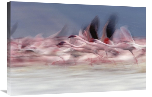 Global Gallery GCS-396381-2436-142 24 x 36 in. Lesser Flamingo Group T