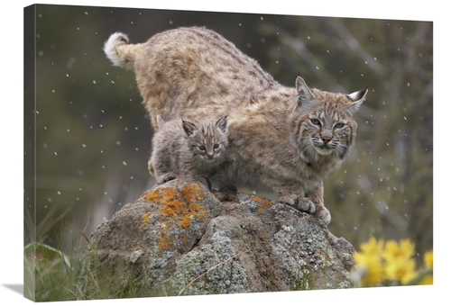 Global Gallery GCS-396343-2432-142 24 x 32 in. Bobcat Mother & Kitten 