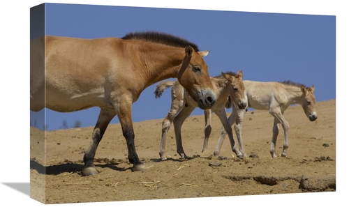 Global Gallery GCS-450909-1218-142 12 x 18 in. Przewalskis Horse Adult