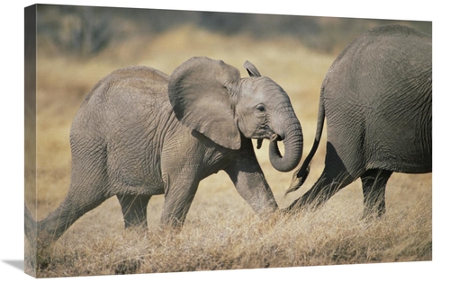 Global Gallery GCS-452789-2030-142 20 x 30 in. African Elephant Baby F