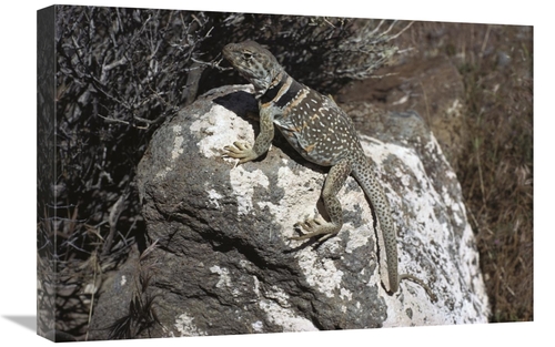 Global Gallery GCS-450732-1624-142 16 x 24 in. Collared Lizard Sunning
