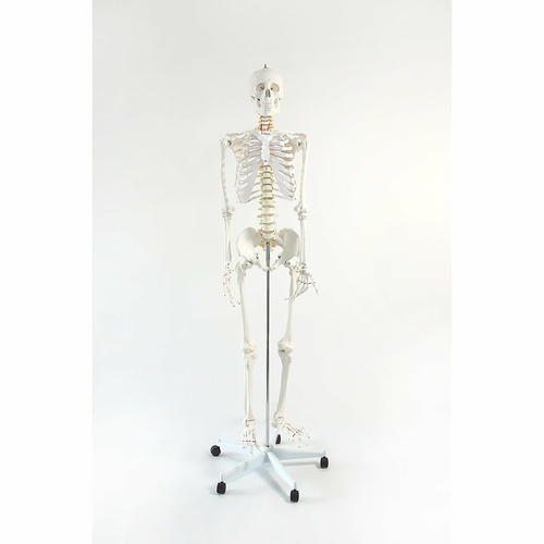 Human Skeleton Anatomical Model 180cm