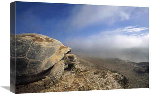 Global Gallery GCS-451321-1624-142 16 x 24 in. Galapagos Giant Tortois