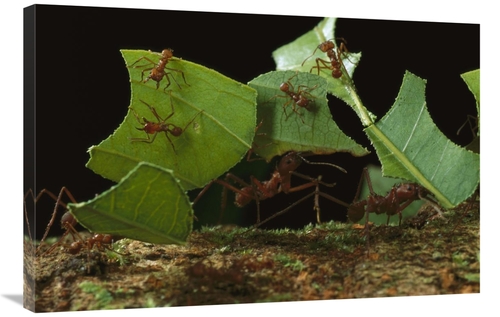 Global Gallery GCS-450769-2436-142 24 x 36 in. Leafcutter Ant Workers 