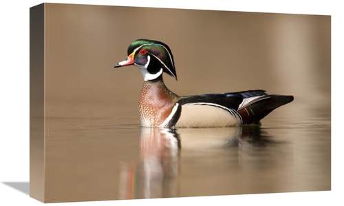 Global Gallery GCS-397401-1218-142 12 x 18 in. Wood Duck Male in Breed