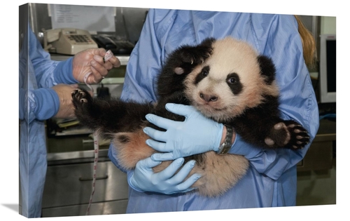 Global Gallery GCS-398152-2030-142 20 x 30 in. Giant Panda Young Held 