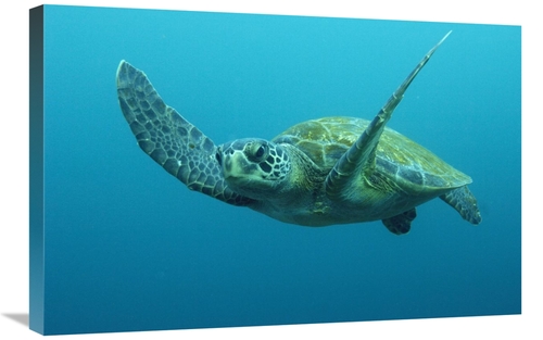 Global Gallery GCS-397909-2030-142 20 x 30 in. Green Sea Turtle Swimmi
