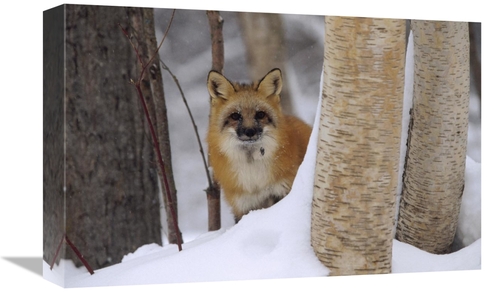 Global Gallery GCS-396661-1218-142 12 x 18 in. Red Fox Looking Out Fro