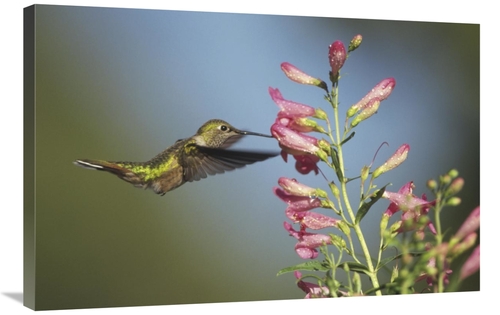 Global Gallery GCS-396665-2436-142 24 x 36 in. Broad-Tailed Hummingbir