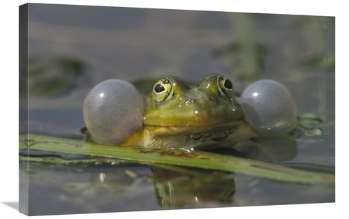 Global Gallery GCS-452280-2030-142 20 x 30 in. Edible Frog Croaking in