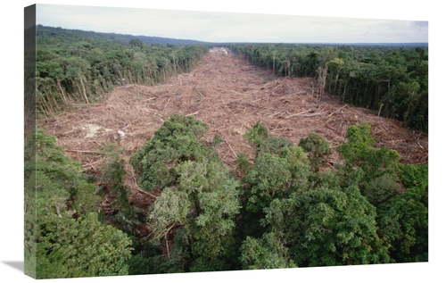 Global Gallery GCS-395787-2030-142 20 x 30 in. Clearing of Tropical Ra